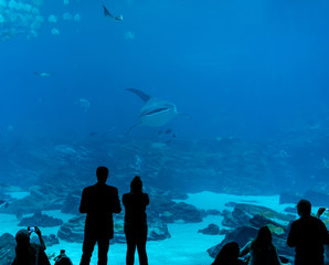 Fototapeta premium Whale Shark coming