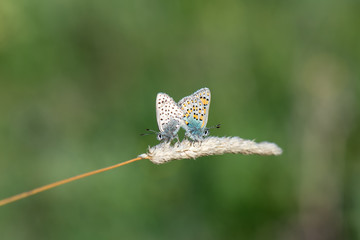 Lycaenidae / Anadolu Gelinciği / Anatolian Vernal Copper / Tomares nogelii