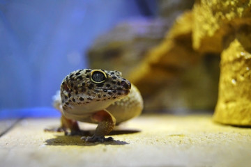 Leopard gecko