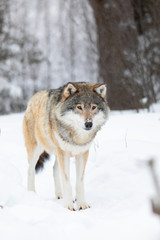 Naklejka premium Wolf stands in the snow in beautiful winter forest