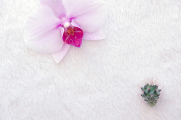 Fototapeta na wymiar On a white background, the archdee flower and cactus.