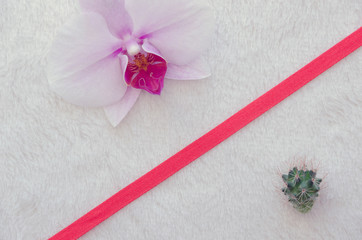 On a white background a flower and a cactus with a red ribbon.