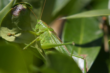 grasshopper on the grass