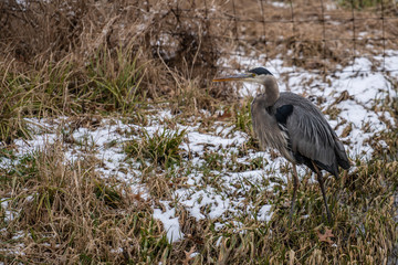 grey heron walking in a snowy field