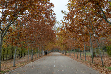 Road in autumn