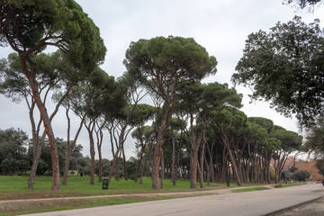 Fototapeta premium Trees in a park