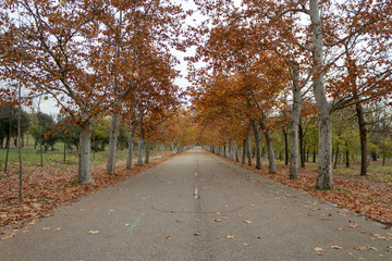 Fototapeta na wymiar Empty road in a park