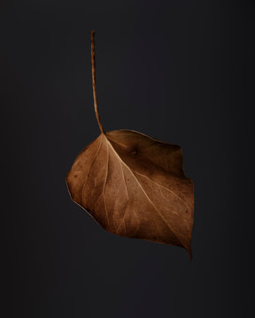 Close up dried leaf