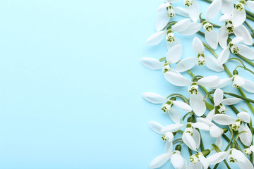 Fototapeta na wymiar Snowdrop flowers on blue background