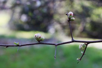 branch with delicate flowers and sharp thorns in spring