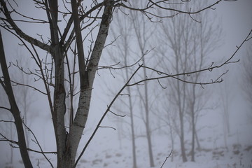 Trunks and tree branches in the mist in winter