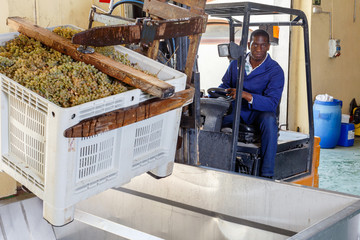African American male worker controlling process of unloading grapes with forklift