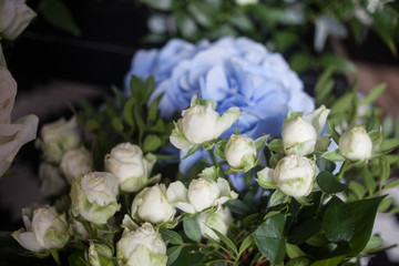 Obraz na płótnie Canvas light blue hydrangea and white roses. The bride's bouquet. Mother's Day and March 8