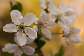white cherry blossom, close-up photo. Floral background.