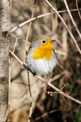 Robin, bird in the branches. A robin resting on a branch, photographed in the foreground, with the background of the forest.