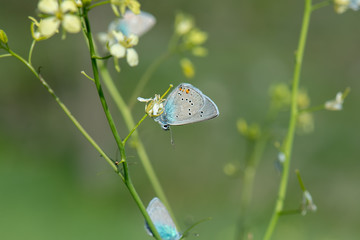 Lycaenidae / Çokgözlü Güzel Mavi / / Polyommatus bellis © Yasin