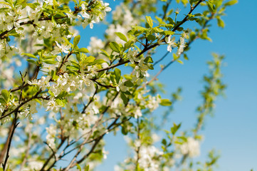 Cherry blossom in spring garden, spring concept, calendar