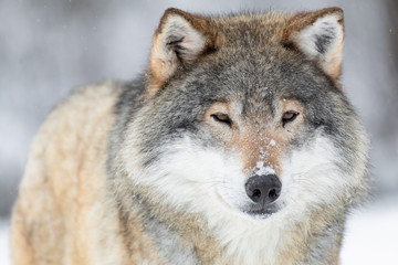 Naklejka premium Close-up portrait of a wolf in the cold winter