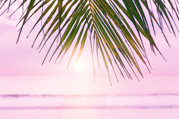 Beach background with palm tree. Tropical beach palm leafs. Pink sunset in tropic. Blurred photo with soft focus.