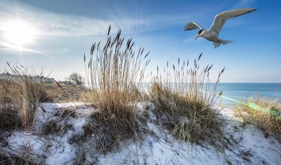 seeschwalben © Klaus Haase 