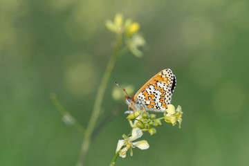 Nymphalidae / İparhan / / Melitaea cinxia