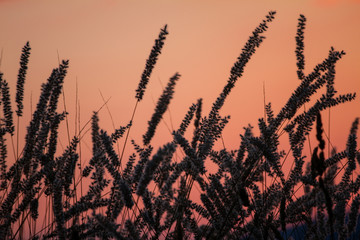 Moody sunset with foreground plants