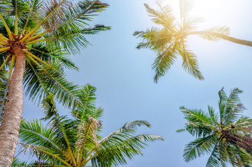 Fototapeta na wymiar Under palm trees view, sunny day in tropic island..