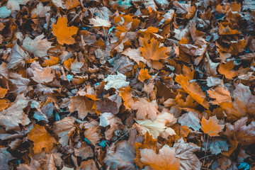 warm colored fallen leafs at autumn