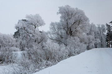 Winter landscape with trees in hoarfrost by the pond
