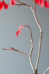 Branch with bright red leaves on gray background