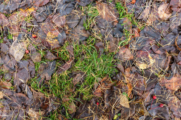 Autumn grass with fallen leaves