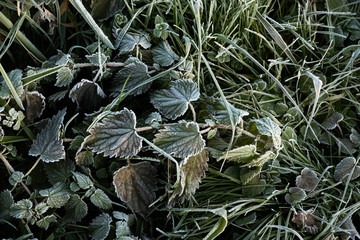 Natura in inverno