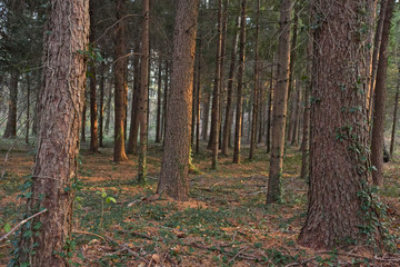 A fir forest in the sunset light