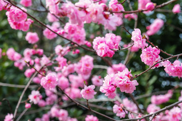 Blooming pink cherry in the garden