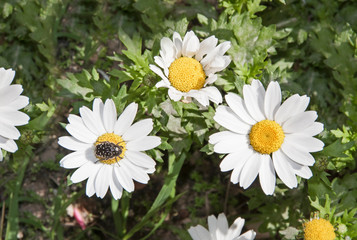 Daisy with pollinating bee