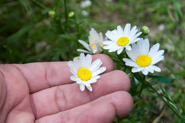 Delicate daisy in a hand