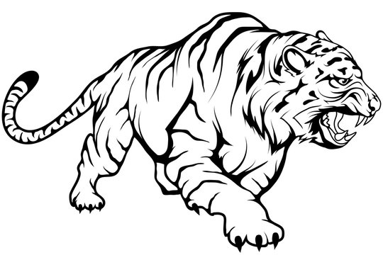 tiger vector drawing, tiger drawing sketch in full growth, crouching tiger in black and white, vector graphics to design