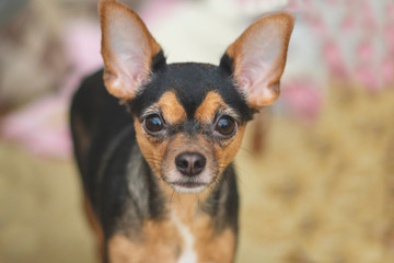 the small dog toy Terrier with an intelligent and alert face looks into the frame. blur.