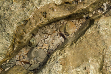 Broken corals on the beach