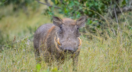 Portrait of a cute common Warthog or Phacochoerus africanus in a game reserve