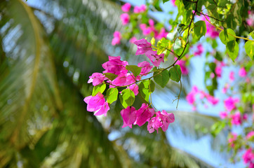 Branch of bougainvillea flowers against the sky and palm leaves