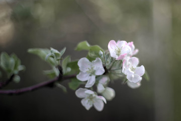 blooming apple tree in soft pastel colors, in the soft rays of the dawn, horizontal