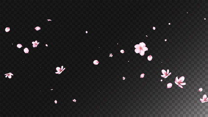 Nice Sakura Blossom Isolated Vector. Tender Flying 3d Petals Wedding Design. Japanese Beauty Spa Flowers Wallpaper. Valentine, Mother's Day Realistic Nice Sakura Blossom Isolated on Black