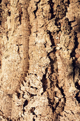 Cork Oak Tree texture background. Nature background. Wine industry