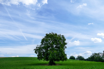 Fototapeta na wymiar Baum im Feld