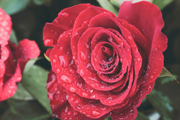 Close up of beautiful red rose in full bloom covered in water droplets from morning dew. Love and romantic concept.