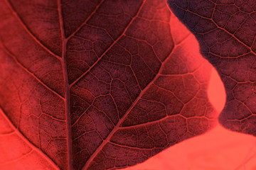 Textured leaf with veins on coral background