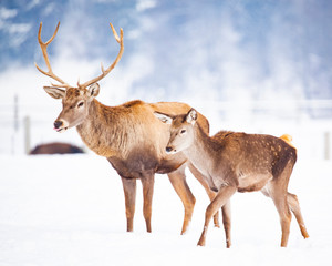 roe deer and noble deer stag in winter snow