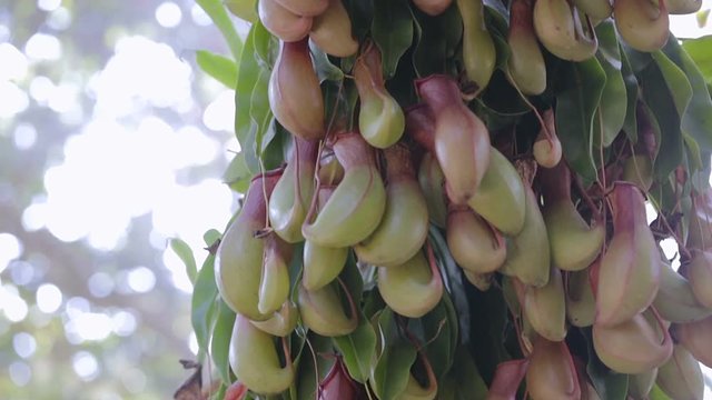 Nepenthes or tropical pitcher plants or monkey cups.