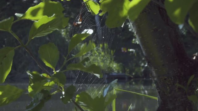 Spiderweb on tree branches